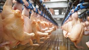 Giết mổ gia cầm